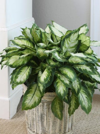 Dieffenbachia - 4” plant