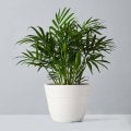 Palm ‘Neanthe Bella’ (Parlor Palm) - 8” plant