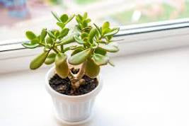 Jade - 6” Succulent Plant