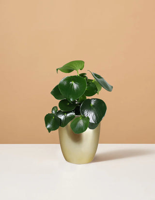 Peperomia 'Raindrop’ - 4” plant