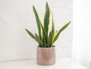 Sansevieria ‘Snake Plant’ - 3” plant