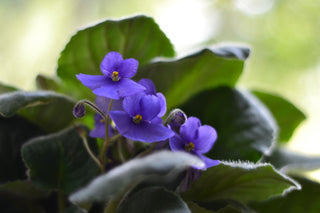Violet Plant - 4” plant