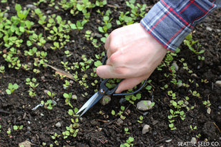 Forged Steel Pruning Shears