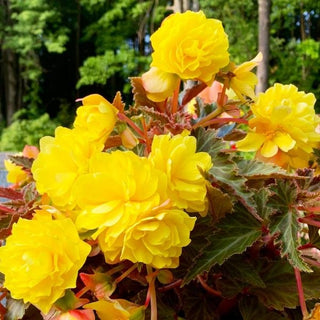 Begonia  - 4” plant