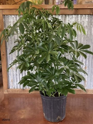 Arboricola - 8” plant