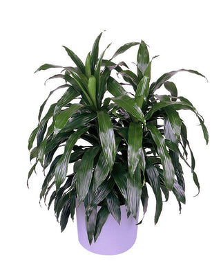 Dracaena ‘Janet Craig’ - 4” plant