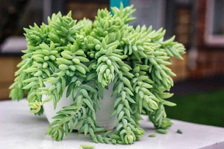 Donkey Tail - 4” succulent plant