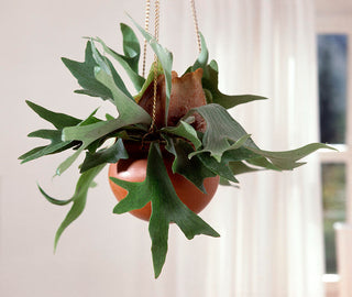 Stagehorn Fern - 4” plant