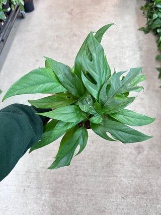 Pothos ‘Baltic Blue’ - 6” plant