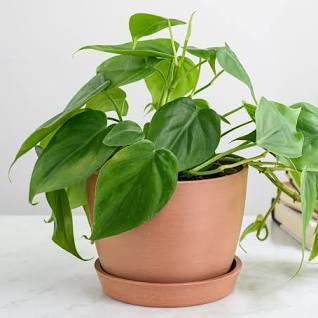 Philodendron - 4” plant