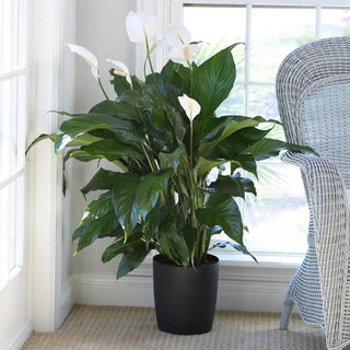 Spath ‘Peace Lily’ - 4” plant