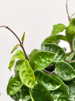 Hoya ‘Ripple’ - 6” plant