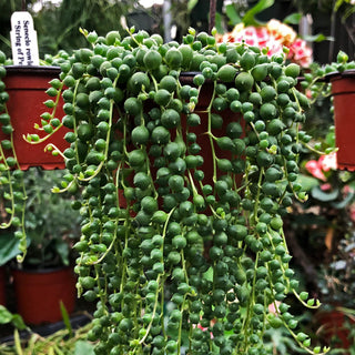 String of Pearls - 6” succulent plant