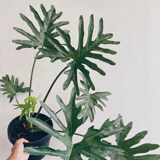 Philodendron ‘Split Leaf’ - 6” plant