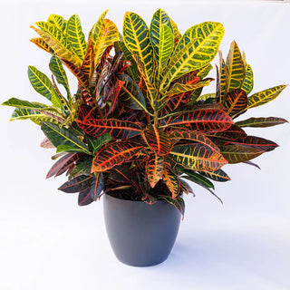 Croton Petra - 3” plant