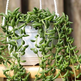 String of Beans - 4” Succulent Plant