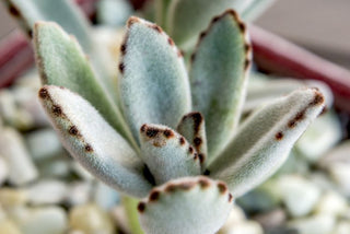 Kalanchoe ‘Panda’ - 4” succulent plant