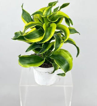 Dracaena ‘Tornado’ - 4” plant