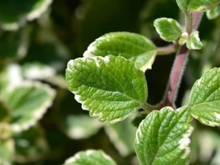 Swedish Ivy - 4” plant