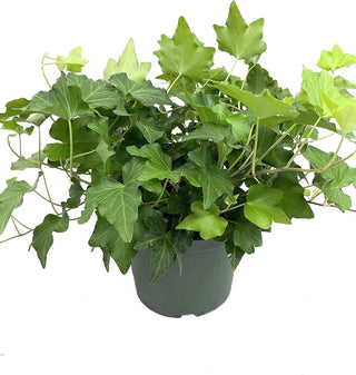 Green Ivy - 4” Plant