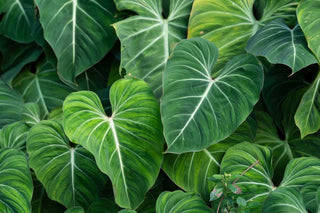 Philodendron ‘Gloriosum’ - 4” plant