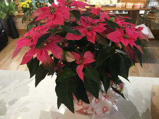 Dark Pink Poinsettia, 8”