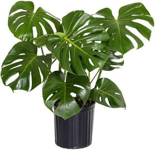 Monstera Swiss Cheese - 3” plant