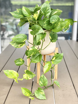 Pothos ‘Golden’ - 3” plant