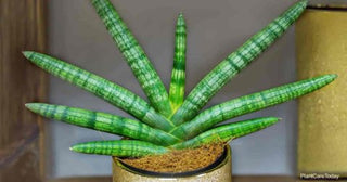 Sansevieria ‘Boncel’ - 2” succulent plant