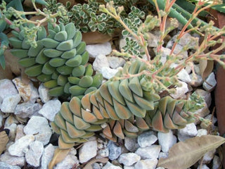 Crassula ‘Moonglow’ - 4” succulent