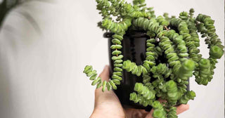 Crassula ‘Baby Necklace' - 4" Succulent Plant