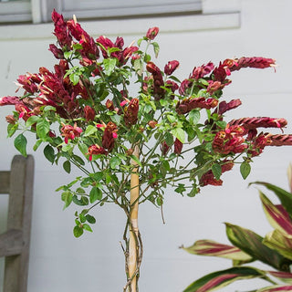 Shrimp Braid - 10” Outdoor Tree