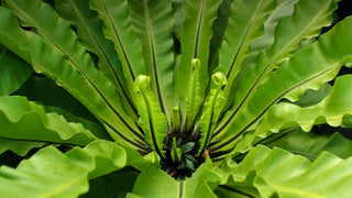 Fern ‘Birds Nest’ - 6” plant