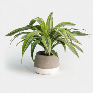 Dracaena Lemon Lime - 6” plant