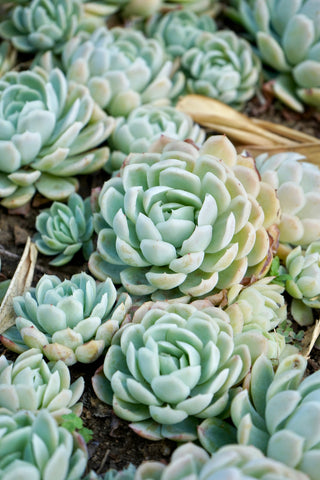 Echeveria - 4” Succulent plant