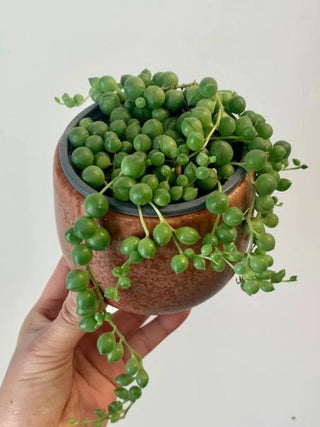 String of Pearls - 4” Succulent plant