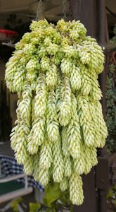 Burro Tail - 6” Succulent plant (hanging basket)