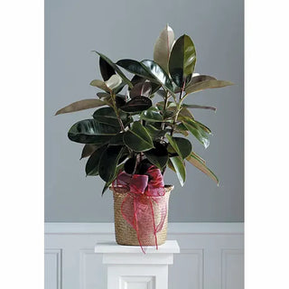 Ficus ‘Decora Ruby’ - 6” plant