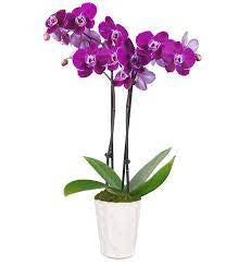 Orchid - 5” flowering plant