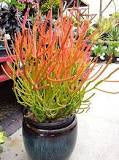 Fire stick - 6” succulent plant