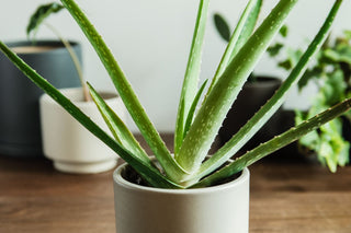 Aloe Vera - 4” plant