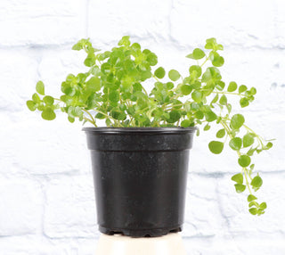 Baby Tears, Pilea Depressa - 3” Plant