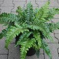 Fern - 4” plant