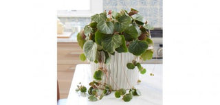 Begonia ‘Strawberry’ - 4” plant