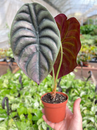 Alocasia ‘Red Cuprea’ - 6”