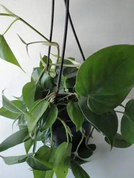 Philodendron ‘Heartleaf’ - 6” plant