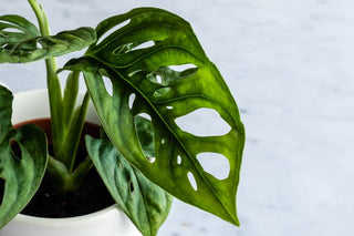 Philodendron ‘Swiss Cheese’ - 6” plant