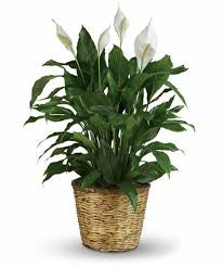 Spath ‘Peace Lily’ - 8” plant