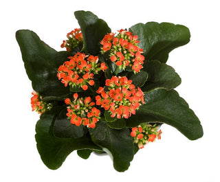 Kalanchoe Flowering Plant - 6” plant