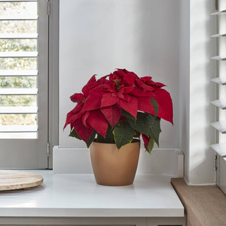 Ceramic Glazed Poinsettia Indoor Planter H16cm D17.5cm